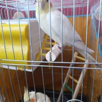 طوطی عروس هلندی|پرنده|محمدیه-قزوین, |دیوار