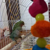 دوعددطوطی برزیلی ۲ماهه|پرنده|قرچک, پویینک|دیوار