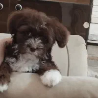 سگ نژاد شیتزو تریر ماده|سگ|آستارا, |دیوار