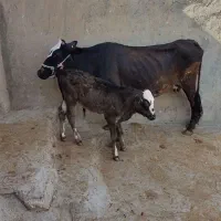 گاو گوساله نر