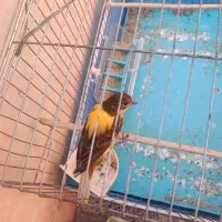 قناری نر|پرنده|کرج, آق تپه|دیوار
