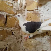 کویتی سیاه|پرنده|تربت‌حیدریه, پائین ولایت|دیوار