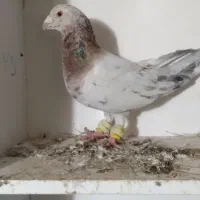 سار کله هما|پرنده|تربت جام, باغ سنگان سفلی|دیوار