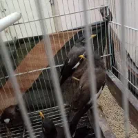 مینا 5ماهه دانه 400 هزار|پرنده|مشهد, همت آباد|دیوار