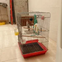 جفت عروس هلندی سالم