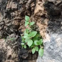 میگرن و سینوزیت و سردردها