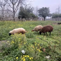 دو عدد گوسفند ماده