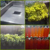 آبغوره خانگی