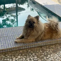 پامر خرسی پامرین