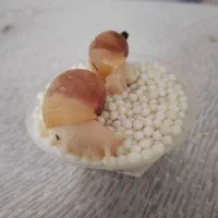 فروش حلزون و خاویار حلزون|آرایشی، بهداشتی، درمانی|گلپایگان, |دیوار