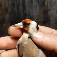 سهره رسمی نر ضمانتی|پرنده|مشهد, حسین‌آباد|دیوار