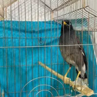 مرغ مینا|پرنده|نیشابور, شهرک اندیشه|دیوار