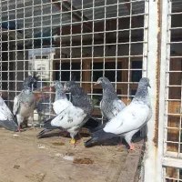 کبوتر تیدی پاکستانی|پرنده|رشت, تازه آباد|دیوار