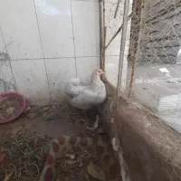 یک عددخروس ودوعدد مرغ محلی|حیوانات مزرعه|بندر گناوه, |دیوار