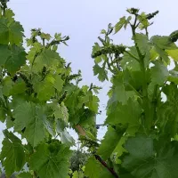 نهال انگور|خدمات باغبانی و درختکاری|موچش, |دیوار