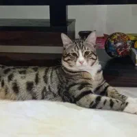 گربه|گربه|اصفهان, بهارستان|دیوار