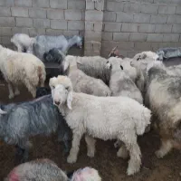 بره چاق درجه یک|حیوانات مزرعه|زرقان, |دیوار