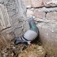 کبوتر مسافتی