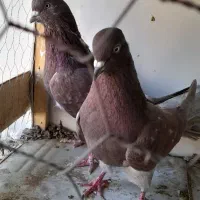 کبوتر. نرو ماده سرخ عتیقه