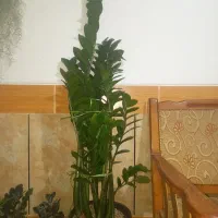 فروش گل زاموفیلیا