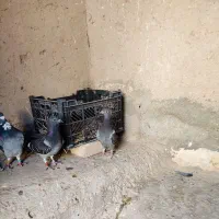 نرو ماده با جوجه|پرنده|سراوان, |دیوار