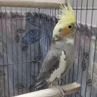 عروس هلندی مولد