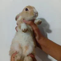 بچه خرگوش