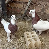 یک جفت کبوتر طوقی|پرنده|یزد, |دیوار