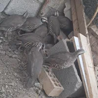 فروش خروس