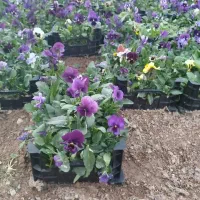 نهال نشا باغچه ای گل بنفشه