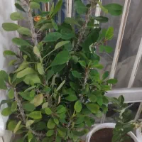 گل های زیبا و سرحال