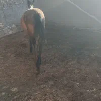 اسب نجیب|اسب و تجهیزات اسب‌سواری|تربت‌حیدریه, پائین ولایت|دیوار