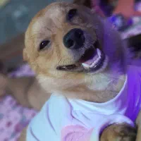 سگ اشپیتز پامر|سگ|کرمان, |دیوار