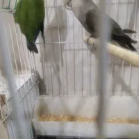 یک جفت کوتوله نیمه دستی