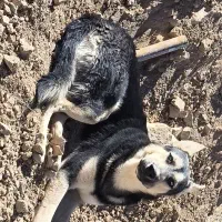 سگ میکس ژرمن