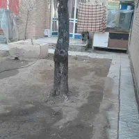 اجاره کوتاه مدت سوئیت