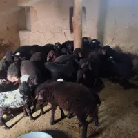بره نر و ماده|حیوانات مزرعه|زنجان, |دیوار