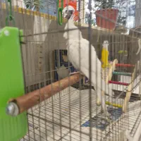 عروس هلندی|پرنده|ری, شهرری|دیوار