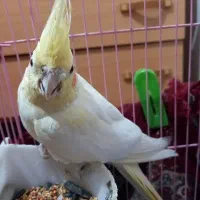 توضیحات کامل تو پی وی