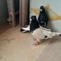 کله سیاه نر ماده به ضمانت تخم جوجه