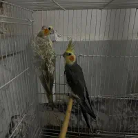 جفت عروس مولدکارداده