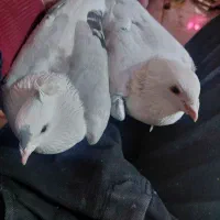 فروشی کبوتر پشتی آلمانی|پرنده|خرم بید, |دیوار