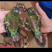 ۲ عدد گرینچک فول دستی