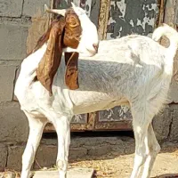 بز پتیری اصل|حیوانات مزرعه|جیرفت, |دیوار