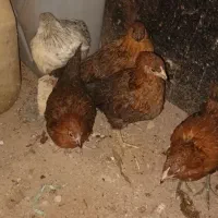 جوجه محلی ۴ ماهه|حیوانات مزرعه|آبیک, |دیوار