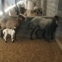 گسفند داشتی عالی