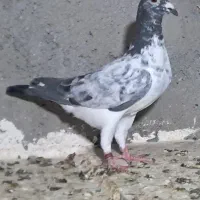 آلمانی