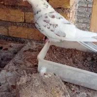 ماده گرگی کاکلی