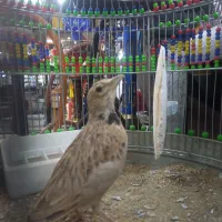 فروش سهره خاکی هردوستی خاست