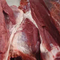 گوشت تازه کشتارروز